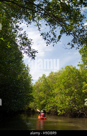 A nature guide kayaking in the mangrove forests of Langkawi. An archipelago of ninety-nine islands clustered off the far north-western tip of Malaysia Stock Photo