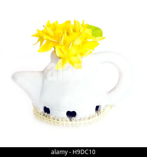 Ixora yellow flower (Also named as Ixoreae Ixora, Rubiaceae Ixora or Ixora coccinea) in white flower pot isolated on white background Stock Photo