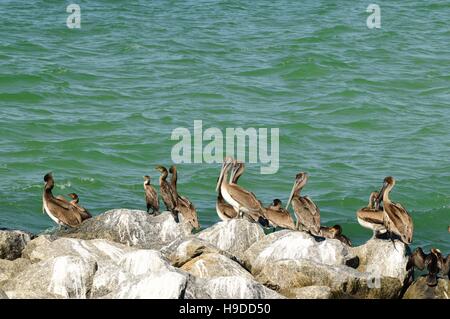 Brown pelicans and cormorants resting on rocks. Stock Photo