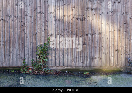 Wooden fence with ivy growing through it at the edge of the pavement, England, UK Stock Photo