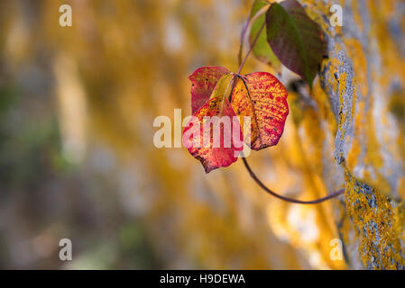 Poison Ivy (Toxicodendron radicans) leaves growing along rocky wall in the fall Stock Photo