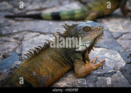 Iguana in a park in Guayaquil in Ecuador, South America Stock Photo