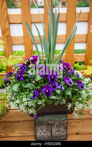 Spring pansies in a planter pot, potted spring container garden flowers, containers gardening plant pots isolated, FS 8.44. 300ppi Stock Photo