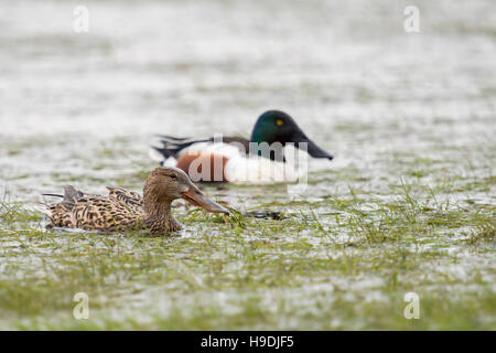 Northern Shovelers / Loeffelenten ( Anas clypeata ), pair, female with male, swimming together in shallow water, flooded wet meadow. Stock Photo