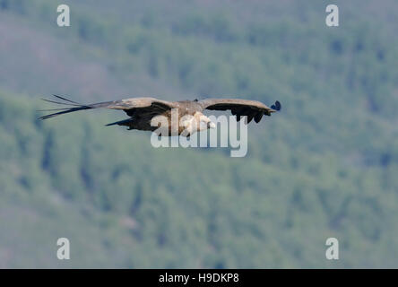 Flying Griffon Vulture (Gyps fulvus), Bosa, Oristano, Sardinia, Italy, Europe Stock Photo