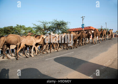 indian camels along a road at the Camel Fair  in Pushkar   Rajasthan  India Stock Photo