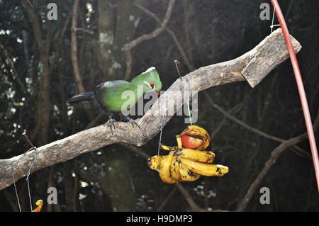 South Africa: a Knysna turaco eating bananas at Birds of Eden, the world's largest free flight aviary and bird sanctuary Stock Photo