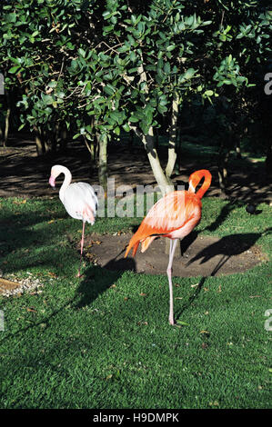 South Africa: flamingoes at Birds of Eden, the world's largest free flight aviary and bird sanctuary near Plettenberg Bay Stock Photo