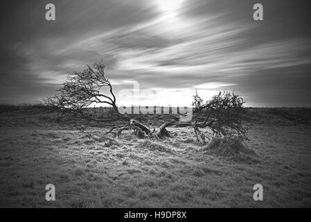 An isolated tree with exposed roots stands on the Devils's Dyke, South Downs National Park, Brighton, West  Sussex, England, Uk, Gb. Stock Photo