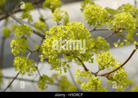 Close-up of bright yellow-green cluster of Norway maple (Acer platanoides) in sunlight. Stock Photo