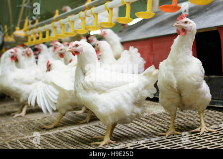 Modern chicken farm, production of white meat Stock Photo