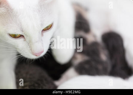 Mama cat with her kittens Stock Photo