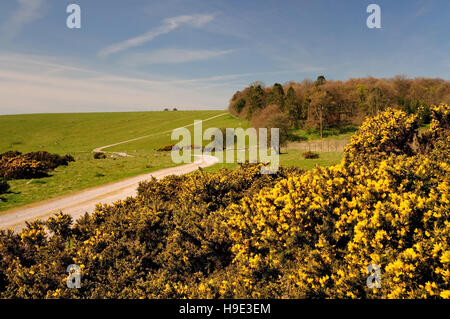 Gorse flowers in springtime, beside an historic track at Delling on Overton Down.. Stock Photo