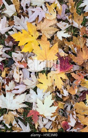 Acer Saccharum. Sugar Maple tree leaves in autumn Stock Photo