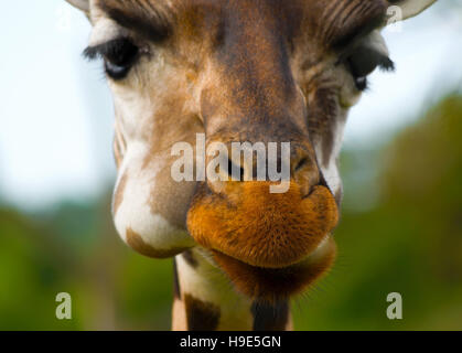Close-up photo of a cute giraffe's muzzle in a shallow focus with a focus on its fluffy nose. Stock Photo
