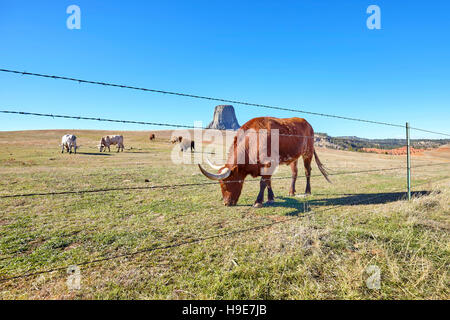 Cattle behind barbed wire fence with Devils Tower in distance, top attraction in Wyoming State, USA. Stock Photo