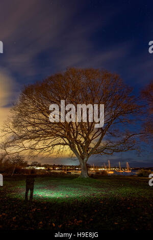 Oak tree and moving clouds and stars  at twilight-Oak Bay, Victoria, British Columbia, Canada. Stock Photo