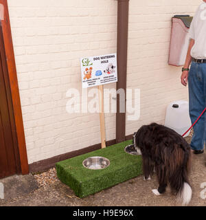 A dog drinking water at the Royal Norfolk Show in the Showground , Norwich , Norfolk , England , Britain , Uk Stock Photo