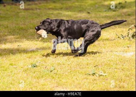 A working gundog at the Royal Norfolk Show in the Showground , Norwich , Norfolk , England , Britain , Uk Stock Photo