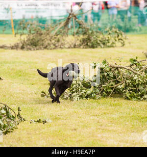 A working gundog at the Royal Norfolk Show in the Showground , Norwich , Norfolk , England , Britain , Uk Stock Photo