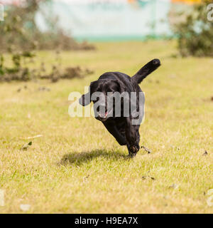 A working gundog at the Royal Norfolk Show in the Showground , Norwich , Norfolk , England , Britain , Uk Stock Photo