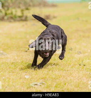 A working gundog at the Royal Norfolk Show in the Showground , Norwich , Norfolk , England , Britain , Uk Stock Photo
