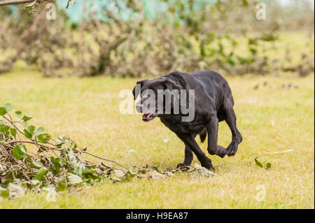 A working gundog at the Royal Norfolk Show in the Showground , Norwich , Norfolk , England , Britain , Uk Stock Photo