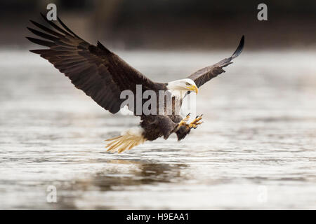 An adult Bald Eagle throws its talons out in front of it right before grabbing a fish out of the water with its wings spread wide. Stock Photo