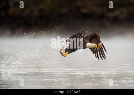 An adult Bald Eagle grabs a fish from the water early one morning with a big splash behind it as it flies away. Stock Photo