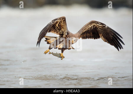 A juvenile Bald Eagle flies low over the water just after grabbing a fish in its large yellow talons. Stock Photo