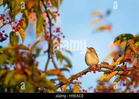 A Yellow-rumped Warbler perches on a branch of a tree covered in red berries with a blue sky background. Stock Photo