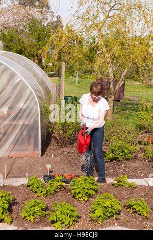 A mature woman watering plants in a vegetable patch in a mature garden in Broome , Bungay , Suffolk , England , Britain , Uk Stock Photo