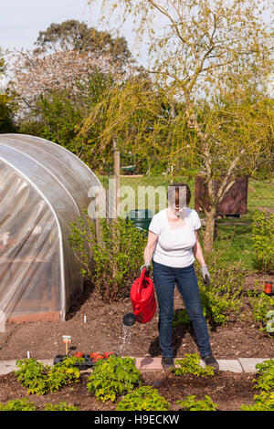 A mature woman watering plants in a vegetable patch in a mature garden in Broome , Bungay , Suffolk , England , Britain , Uk Stock Photo
