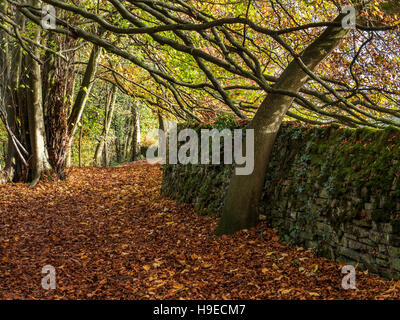 Footpath beneath Autumn Tree Branches in Skipton Castle Woods Skipton North Yorkshire England Stock Photo