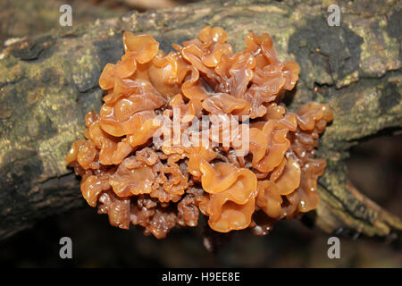 Leafy Brain Tremella foliacea Stock Photo