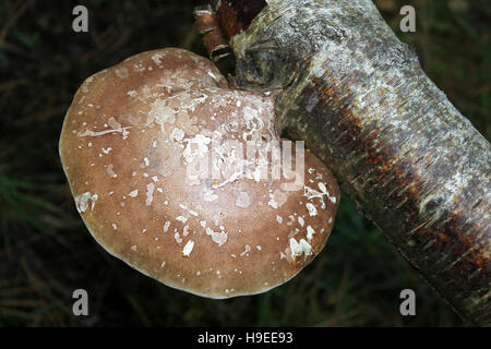 Birch Polypore a.k.a. Razor Strop Fungi Piptoporus betulinus Stock Photo