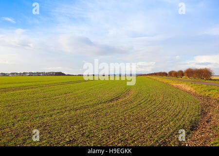 Autumn patterns with a field of young green cereal plants in the scenic Yorkshire wolds landscape in autumn. Stock Photo