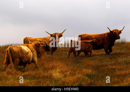Highland cattle herd with a calf on the hills of Exmoor