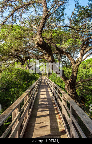 Wooden bridge in the middle of pond of platamona - Sardinia Stock Photo