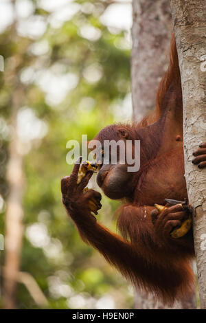 orangutans are the two exclusively Asian species of extant great apes. Native to Indonesia and Malaysia, orangutans are currently found in only the ra Stock Photo