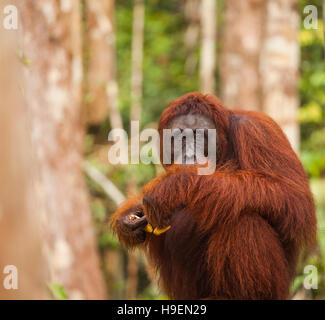 orangutans are the two exclusively Asian species of extant great apes. Native to Indonesia and Malaysia, orangutans are currently found in only the ra Stock Photo