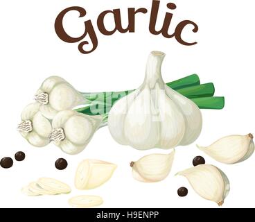 Garlic. Vector illustration made in a realistic style, isolated on white background. Stock Vector