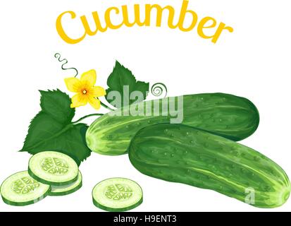 Cucumber. Vector illustration made in a realistic style. Isolated on white background. Stock Vector