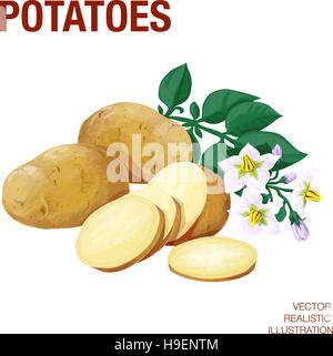 Potatoes. Vector illustration made in a realistic style Stock Vector
