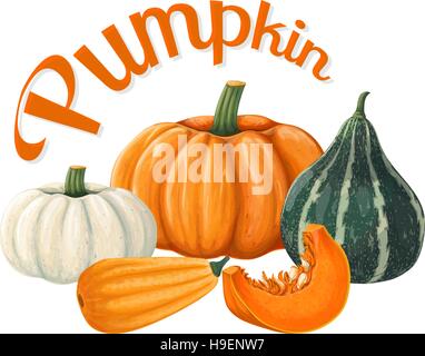 Pumpkins. Vector illustration on a white background executed in a realistic style. Stock Vector