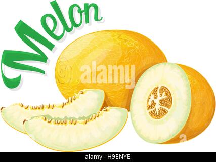 Melon. Vector illustration Stock Vector