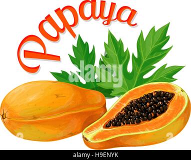 Papaya. Vector illustration made in a realistic style Stock Vector