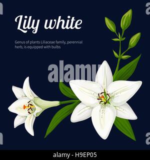 Lily white. Vector illustration Stock Vector