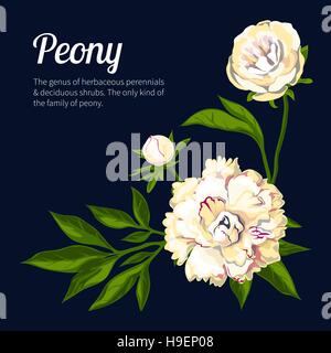 Peony. Vector illustration Stock Vector