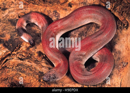 Eryx johni. John's Earth Boa. These snakes have a blunt tail. Non venomous. Captive specimen. Maharashtra, India. Stock Photo